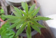 Cannabis Legalization